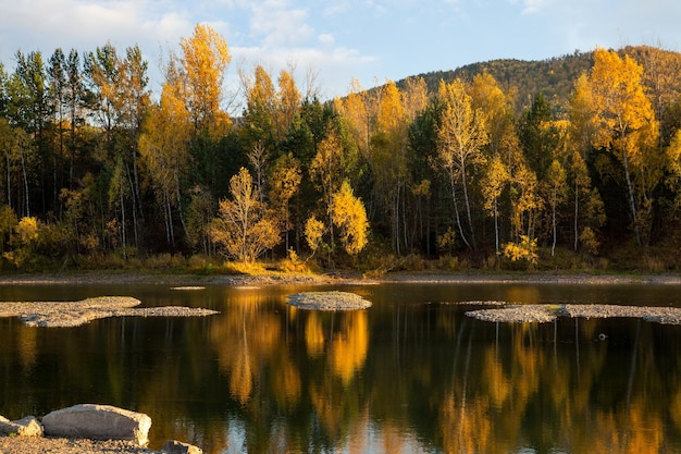 Autumn landscape on a sunny day Yellow forest river mountains reflection in water blue sky