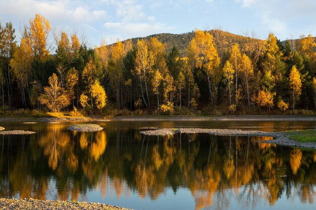 Autumn landscape on a sunny day Yellow forest river mountains reflection in water blue sky