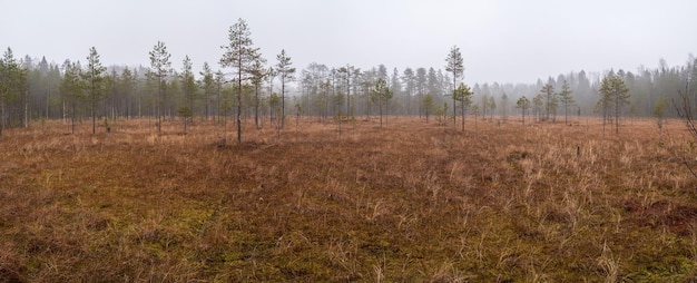 Autumn landscape, Swamp with pine trees in the fog against the background of the forest