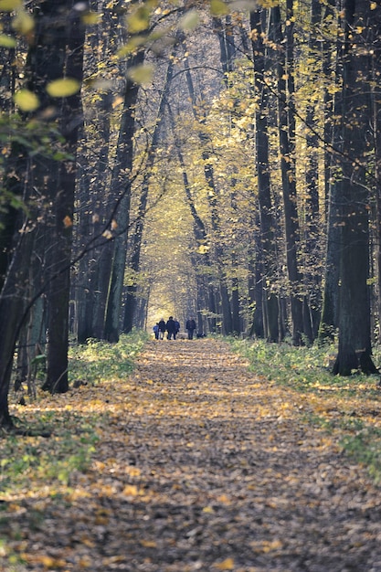 Autumn landscape - trees in the park with yellow leaves - leaf fall