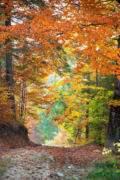 Autumn landscape Tunnel from colorful trees growing and footpath