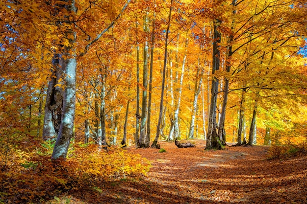 Autumn landscape Warm Sunny day in Autumnal forest yellow orange trees