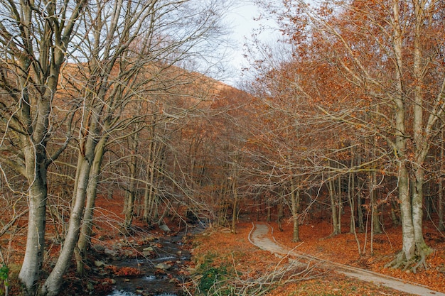 Autumn landscape with a colourful forest and orange foliage, path and a river