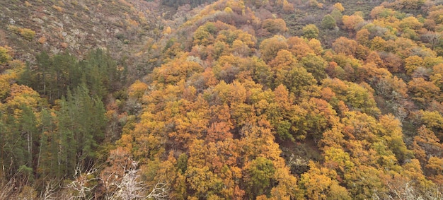 Autumn landscape with deciduous trees and mountains Copy space