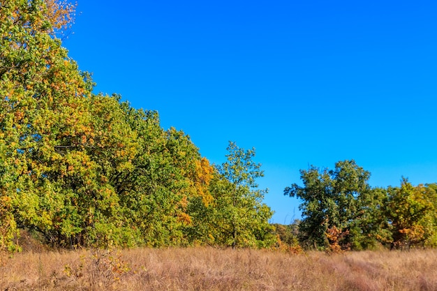 Autumn landscape with dry meadow and colorful fall trees