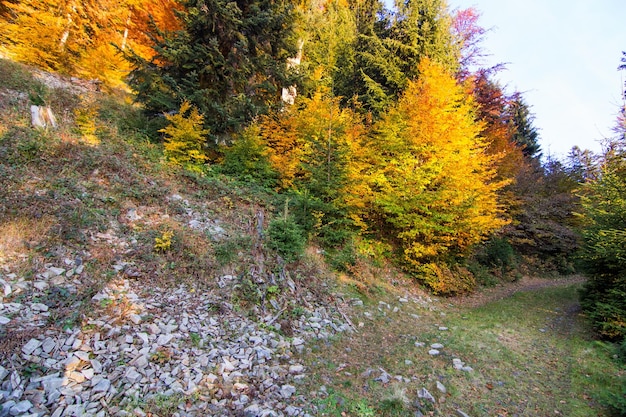 Autumn landscape with fog in the mountains Fir forest on the hills Carpathians Ukraine Europe