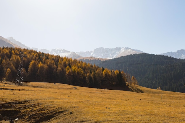 Autumn landscape with hills covered with yellowed trees with high snowcapped mountains in the backgr...