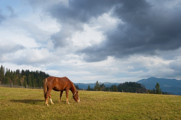 Autumn landscape with a horse in the pasture. Sunny day in the mountains