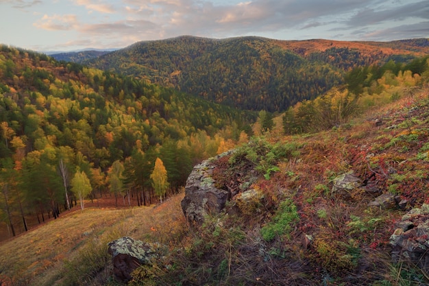 Autumn landscape with mountains covered with forest yellow grass and rocks in the foreground