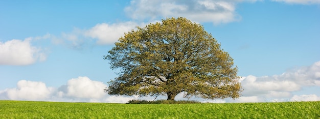 Autumn landscape with oak tree and blue sky