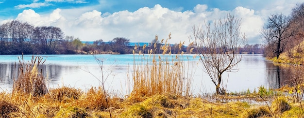 Autumn landscape with river trees and thickets of sedge on the bank and blue sky with white clouds in sunny weather