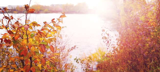 Autumn landscape with thickets of trees and bushes on the river bank in sunny weather in warm colors