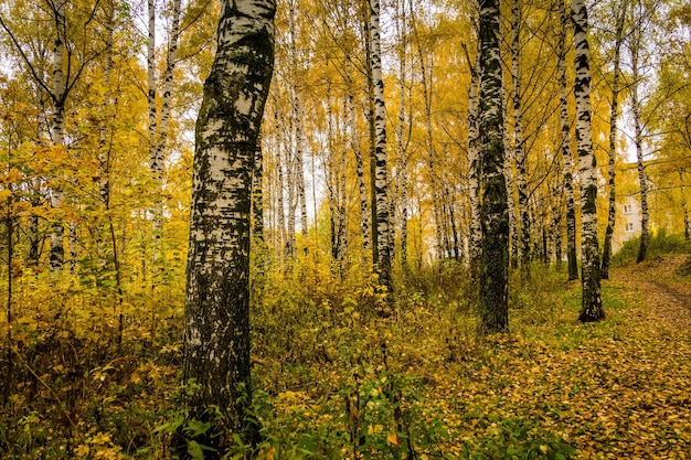 Autumn landscape with trees with yellow leaves in the park.