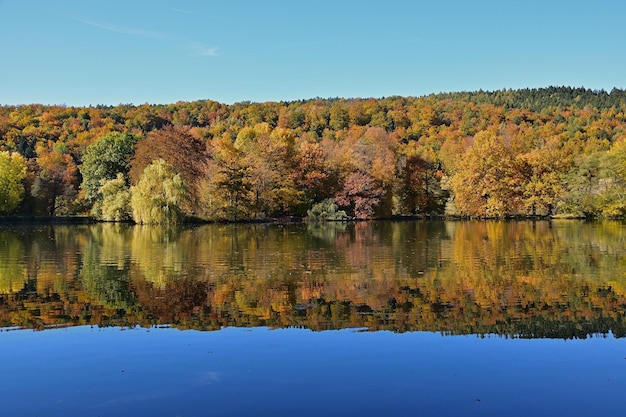 autumn landscape with trees