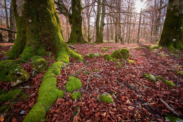 Autumn landscape with warm colors in a forest covered with beech trees in the Irati jungle, Spain