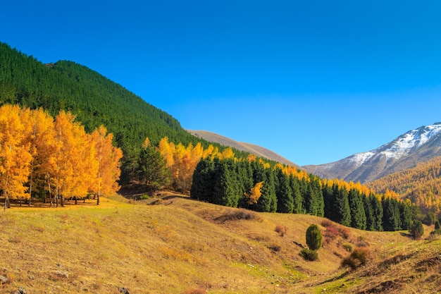 Autumn landscape. Yellow and green trees. Mountains and bright blue sky.