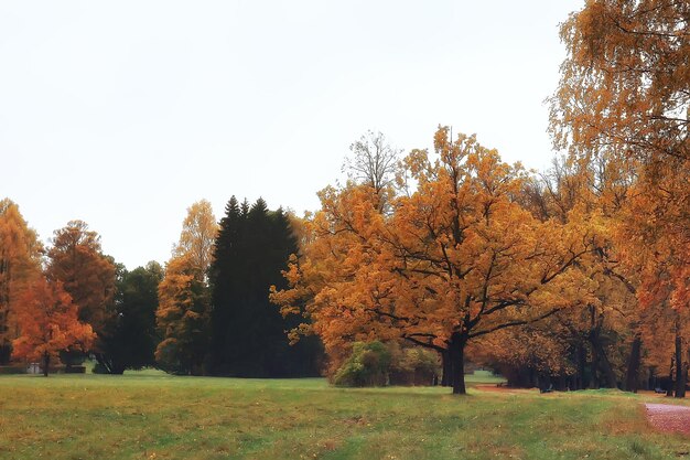 autumn landscape / yellow trees in autumn park, bright orange forest