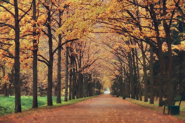 autumn landscape / yellow trees in autumn park, bright orange forest