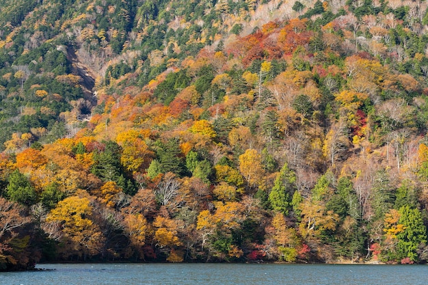 Autumn Landscape