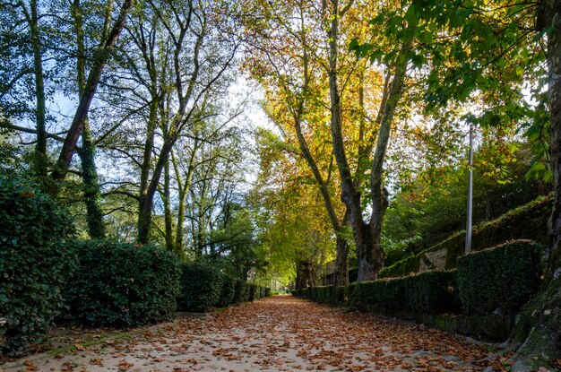 Autumn landscape