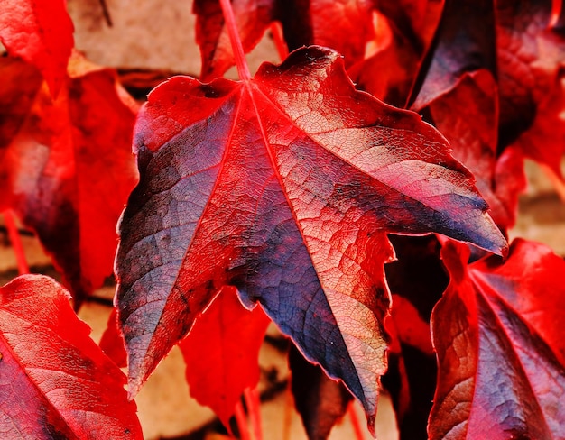 Autumn Landscape