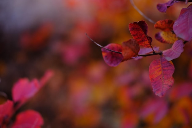 Autumn landscapenature autumn background of red and orange branch of forestautumn foliage high