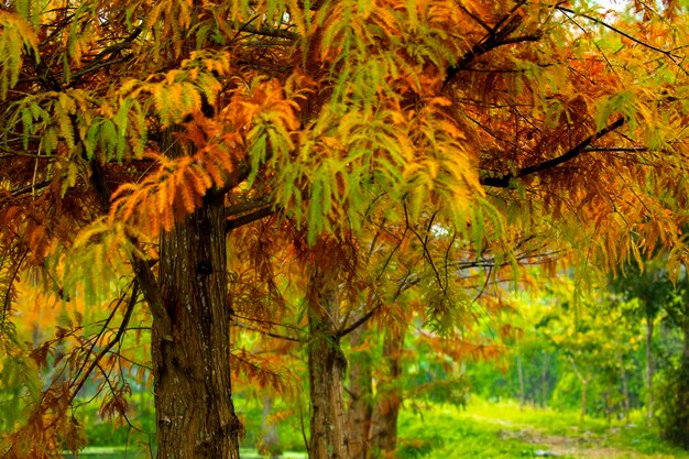 Autumn larch forest larch leaves turning red