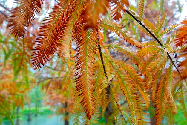 Autumn larch forest larch leaves turning red