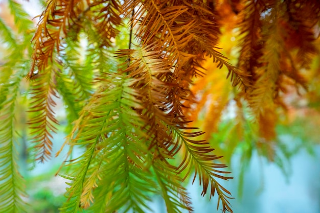 Autumn larch forest larch leaves turning red