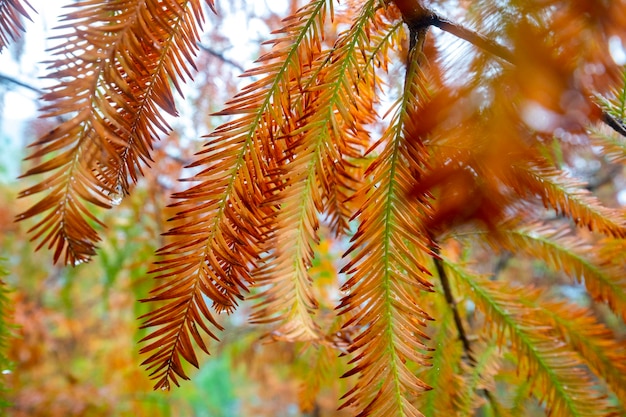 Autumn larch forest larch leaves turning red