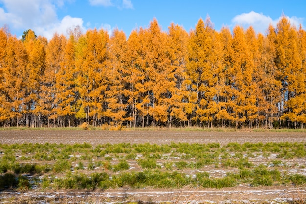 Autumn larch with yellow leaves