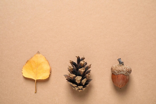 Autumn leaf acorn and conifer cone on beige background flat lay