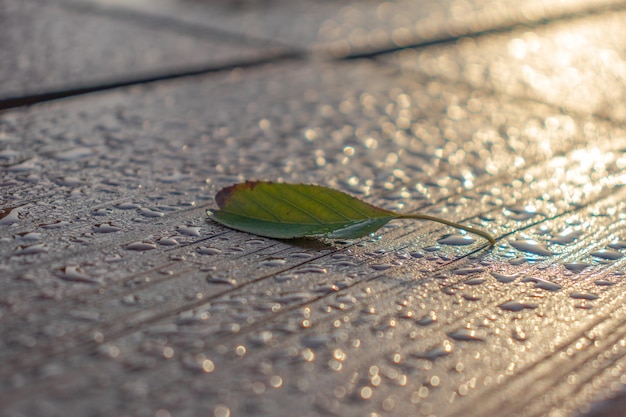 Autumn leaf on the bench