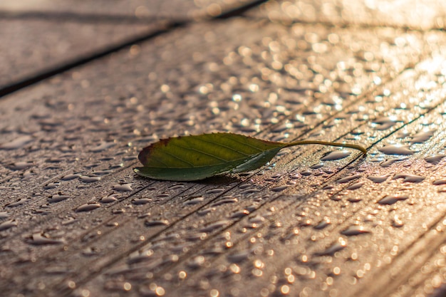 Autumn leaf on the bench