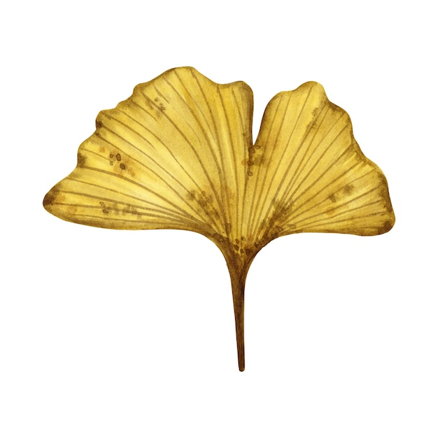 Autumn leaf of ginkgo biloba tree hand drawn watercolor illustration isolated on white background