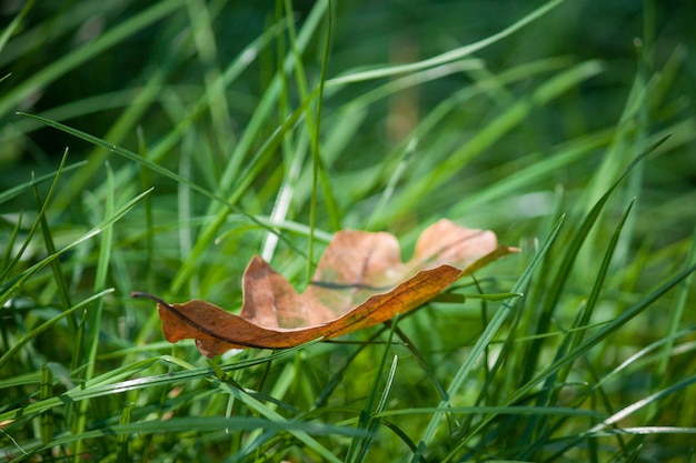 Autumn leaf on green grass, macro. Soon autumn.