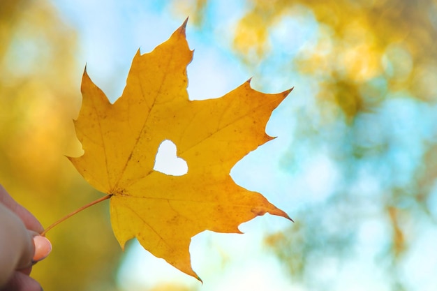 Autumn leaf heart on the background of the sky Selective focus