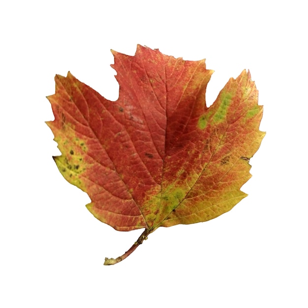 autumn leaf isolated on white background Leaf from viburnum tree yellow with a red pattern