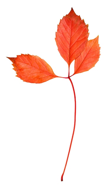 Autumn leaf isolated on white background