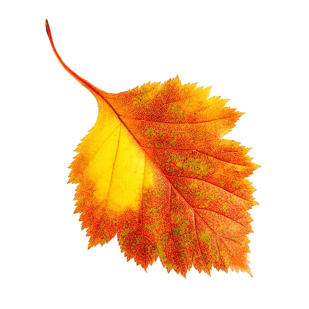 Autumn leaf isolated on white background