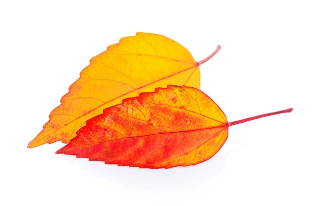 autumn leaf isolated on white background