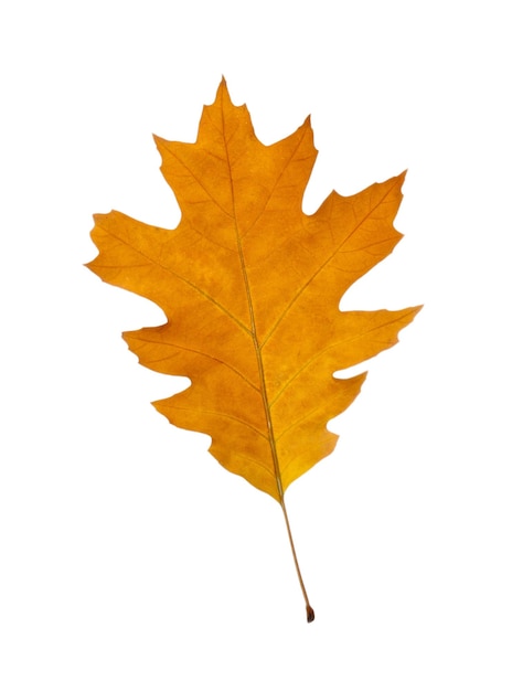 Autumn leaf isolated on white