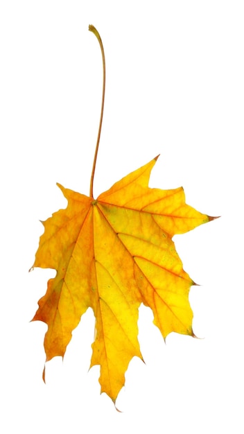 Autumn leaf isolated on white