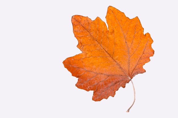 Autumn leaf maple maple leaf dried leaf isolated on white background