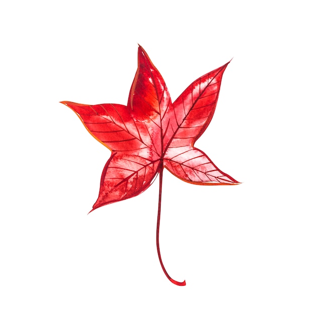 Photo autumn leaf - sweet gum. autumn maple leaf isolated . watercolor illustration.