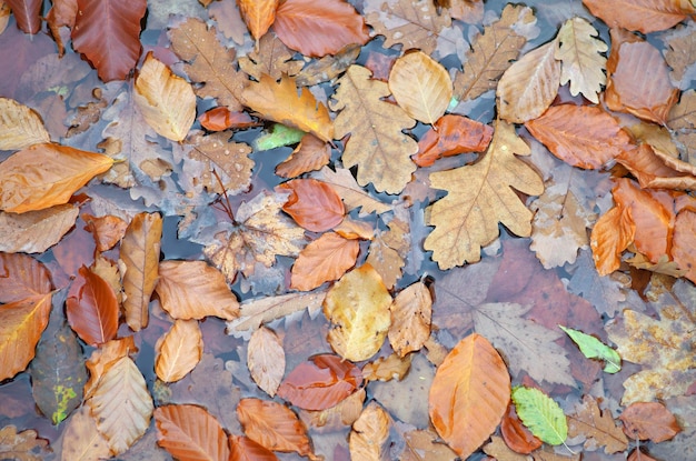 Autumn leaf in water