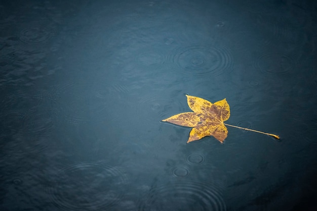 Autumn leaf in the water