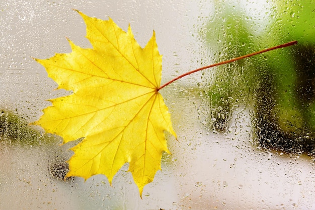 Autumn leaf on window glass closeup