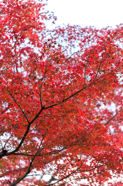 Photo autumn leafs of japanese maple in sunshine day.