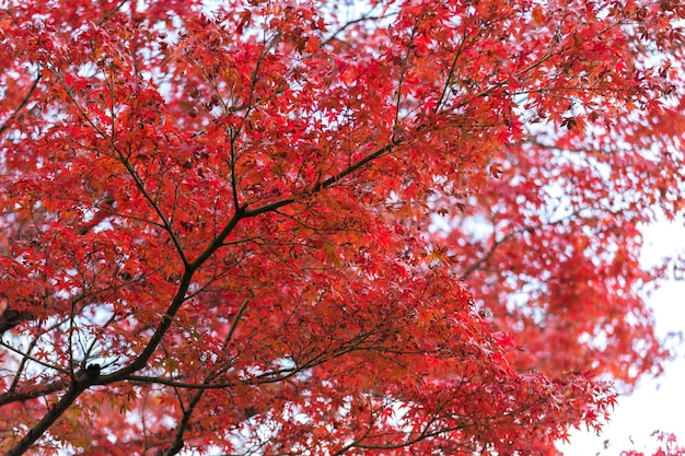 Autumn leafs of Japanese maple in sunshine day.